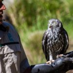 Puffing Billy And Healesville Sanctuary Scenic Tour - Puffing Billy Steam Train Ride