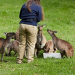 Puffing Billy Train&Healesville Sanctuary&Yarra Valley Wine Tour - Practical Details and Value