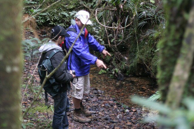 Puketi Rainforest Guided Walks .This is not a Shore Excursion product . - Practical Details and Tips