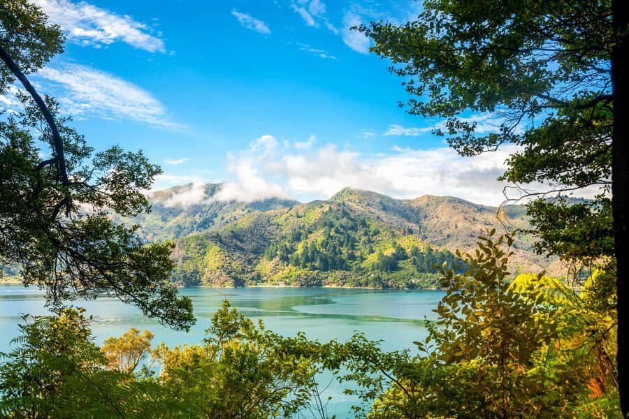 Queen Charlotte Track: Cruise & Self-Guided Hike from Picton - Why You Should Consider This Tour