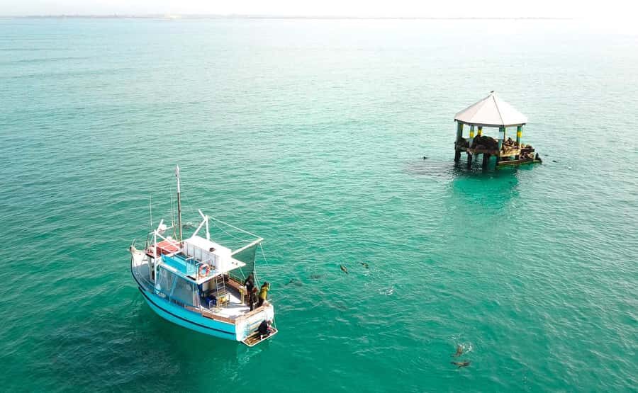 Queenscliff Harbour: 3.5hr Seal & Dolphin Snorkelling Tour - Itinerary Breakdown: What Makes Each Stop Special