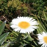 Queenstown to Tekapo Small Group Tour One Way - Transport, Comfort, and Group Size