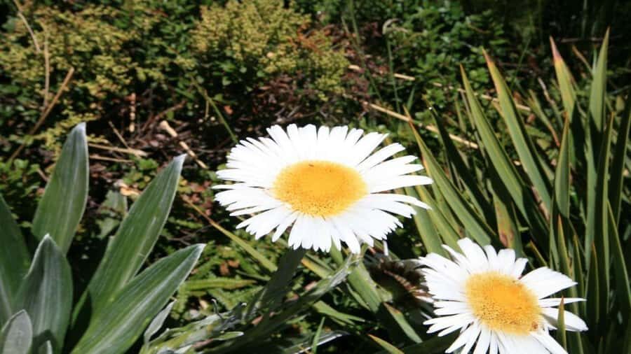 Queenstown to Tekapo Small Group Tour One Way - Transport, Comfort, and Group Size