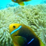 Reef Discovery Luxury Private Snorkeling Lagoon Tour - The Experience in Detail: Pros and Cons