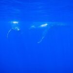 Respectful whale excursion to Tahiti in 4h30 - Who Will Love This Tour?
