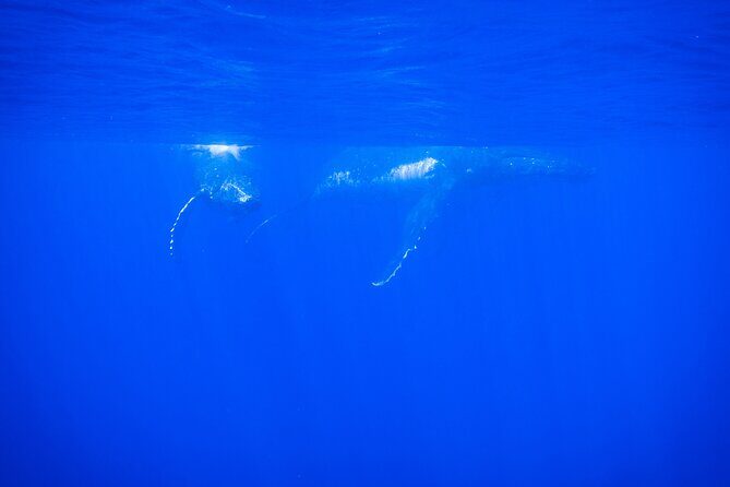 Respectful whale excursion to Tahiti in 4h30 - Who Will Love This Tour?
