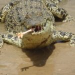 Rockhampton: Koorana Crocodile Farm Guided Tour - What the Tour Includes
