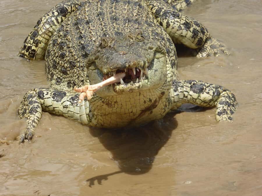 Rockhampton: Koorana Crocodile Farm Guided Tour - What the Tour Includes
