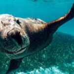 Rockingham: 3 Island Wildlife Snorkeling Cruise with Lunch - What to Expect from Your Snorkeling and Wildlife Adventure