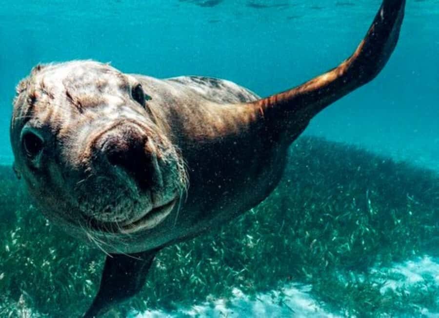 Rockingham: 3 Island Wildlife Snorkeling Cruise with Lunch - What to Expect from Your Snorkeling and Wildlife Adventure