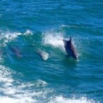 Rockingham: Shoalwater Islands, Dolphins, and Sea Lions Tour - The Practical Details: Price, Duration, and Accessibility