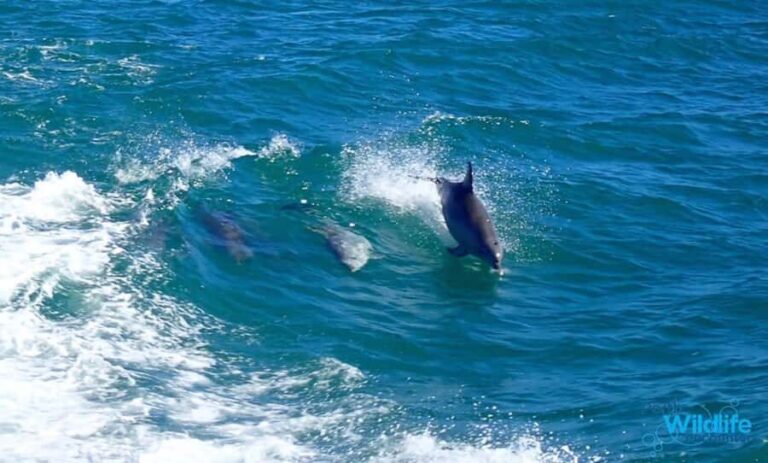 Rockingham: Shoalwater Islands, Dolphins, and Sea Lions Tour - The Practical Details: Price, Duration, and Accessibility
