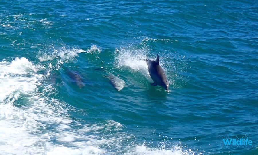 Rockingham: Shoalwater Islands, Dolphins, and Sea Lions Tour - The Practical Details: Price, Duration, and Accessibility