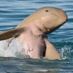 Roebuck Bay Sunset & Snubfin Dolphin Cruise - Who Is This Tour Perfect For?