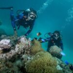 Romantic dive in the lagoon of Bora Bora. Private instructor on a shared boat - The Itinerary Breakdown