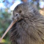 Rotorua and Waitomo Caves Day Trip from Auckland -Smaller Groups - Who Will Enjoy This Tour?