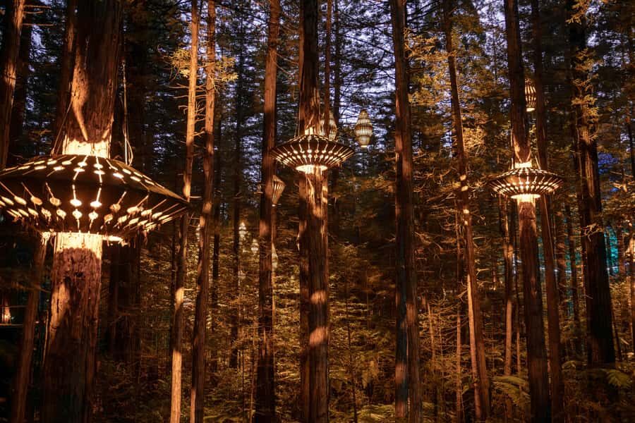 Rotorua: Redwoods Altitude, Nighttime Fast Pass, & Treewalk - Who Should Consider This Tour?