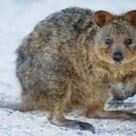 Rottnest Island All-Inclusive Grand Island Tour from Perth - Value and Cost: Is It Worth It?