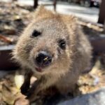 Rottnest Island Ferry and 1.75 Hr Bus Tour - Free Time for Personal Exploration