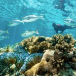 Rottnest Island Guided Snorkel Boat Experience - Who Will Love This Tour?