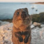 Rottnest Island Round-Trip Ferry from Perth - The Sum Up