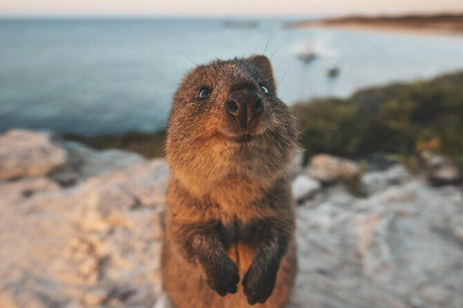 Rottnest Island Round-Trip Ferry from Perth - The Sum Up