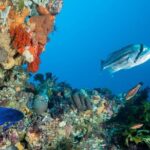 Rottnest Island scuba dive tour - Diving and Snorkeling in Rottnest’s Marine Wonderland