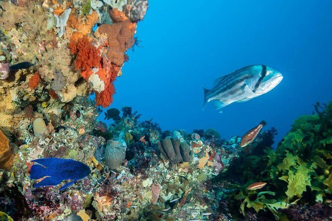 Rottnest Island scuba dive tour - Diving and Snorkeling in Rottnest’s Marine Wonderland