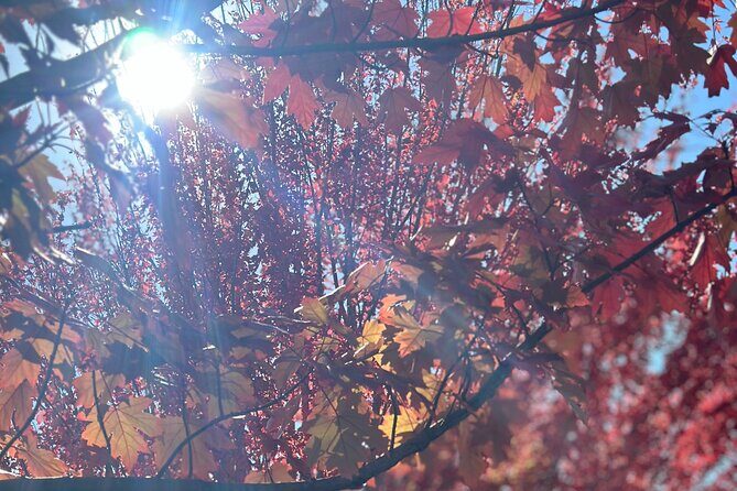 SA highlights incl Hahndorf, Victor Harbour, d'arenberg 'Cube' - Transportation and Group Size