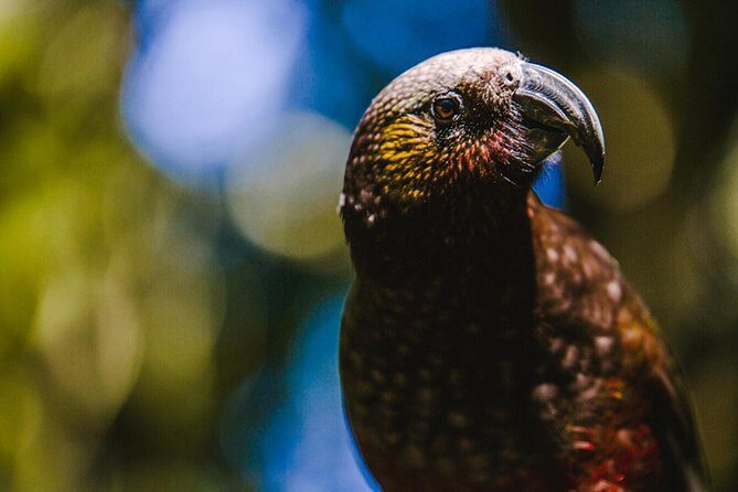 Sanctuary Mountain (Mt Maungatautari) & Waitomo Luxury Day tour from Auckland - Who Should Book This Tour?