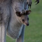 Sapphire Coast: 7h Shore Excursion with Aussie Morning Tea - Authentic Encounters and Cultural Highlights