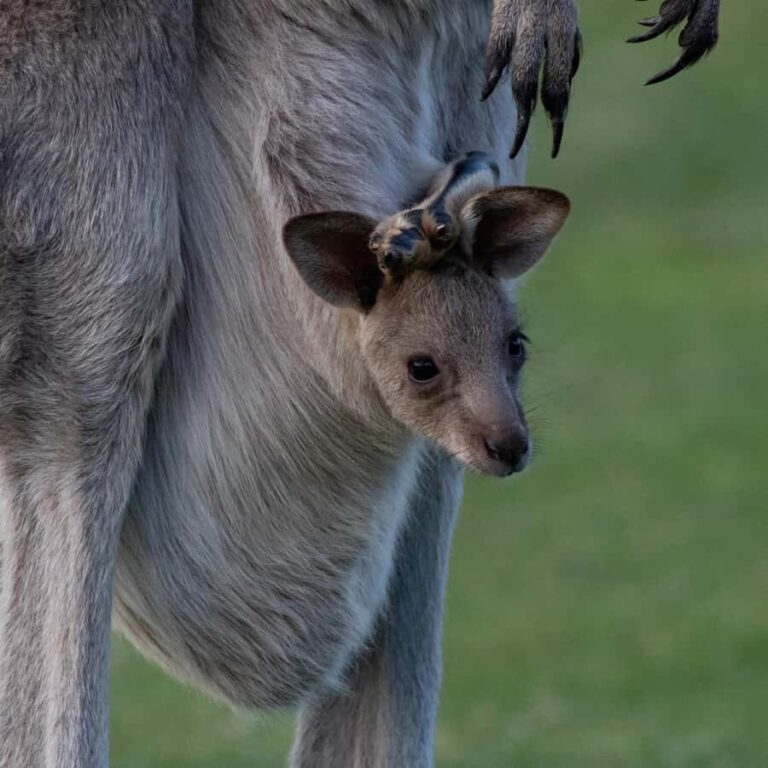 Sapphire Coast: 7h Shore Excursion with Aussie Morning Tea - Authentic Encounters and Cultural Highlights