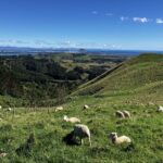 Scenic Short Hike Tour - Papamoa Hills and McLaren Falls - What Travelers Say About This Experience