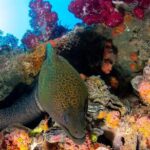 Scuba Dive the S.S. Yongala Wreck on the Great Barrier Reef. - The Sum Up