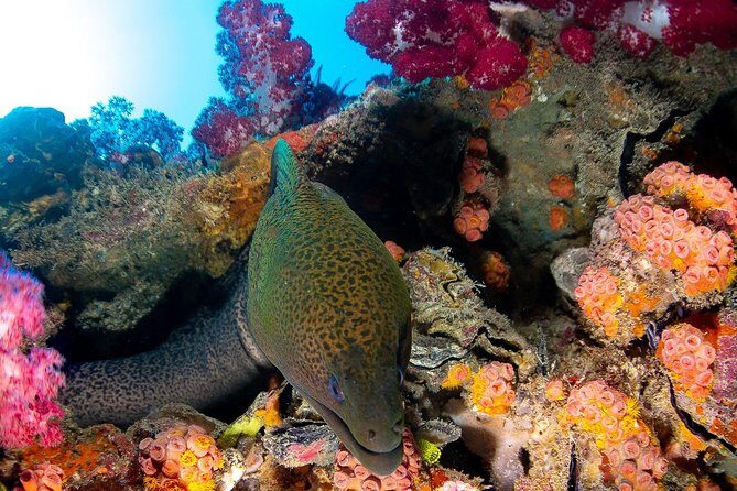 Scuba Dive the S.S. Yongala Wreck on the Great Barrier Reef. - The Sum Up