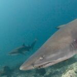 Scuba Dive With Grey Nurse Sharks in Bushrangers Bay - Who Would Love This Tour?