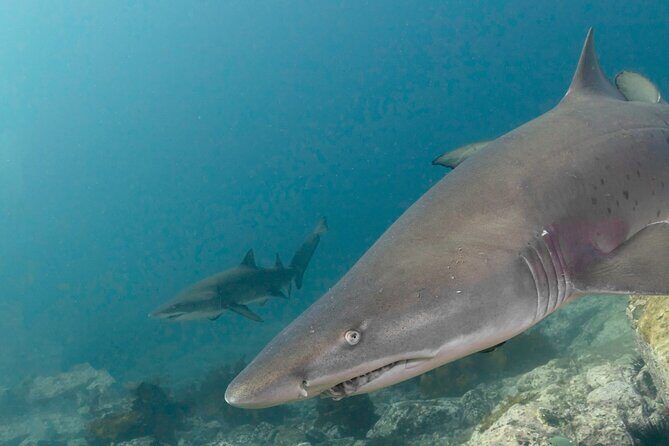 Scuba Dive With Grey Nurse Sharks in Bushrangers Bay - Who Would Love This Tour?
