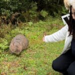Sea Cliff Bridge, Kiama Blowhole, Beaches & Wildlife Small Group - What Makes This Tour Stand Out?