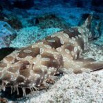 SEA LIFE Kelly Tarlton's General Admission - Who Should Visit?