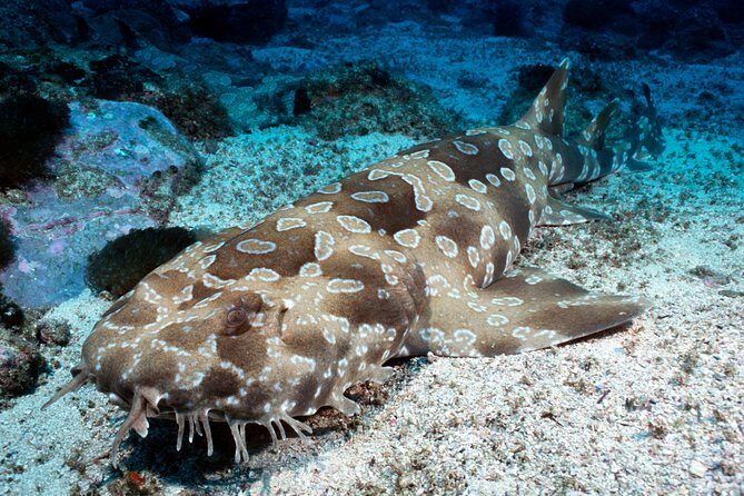 SEA LIFE Kelly Tarlton's General Admission - Who Should Visit?