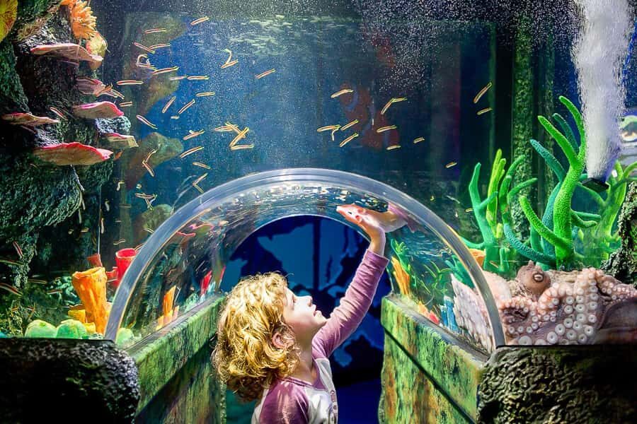 SEA LIFE Sydney Aquarium Entry Ticket - Authentic Insights from Visitors
