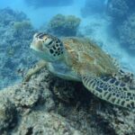 Sea Scooter Jet Snorkeling "Moorea Dream Adventure" - Who Will Love This Tour?