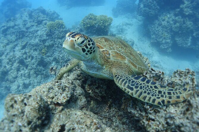 Sea Scooter Jet Snorkeling "Moorea Dream Adventure" - Who Will Love This Tour?