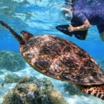 Sea Scooter Jet snorkeling "Moorea Reef Adventure" - Is This Tour Worth It?