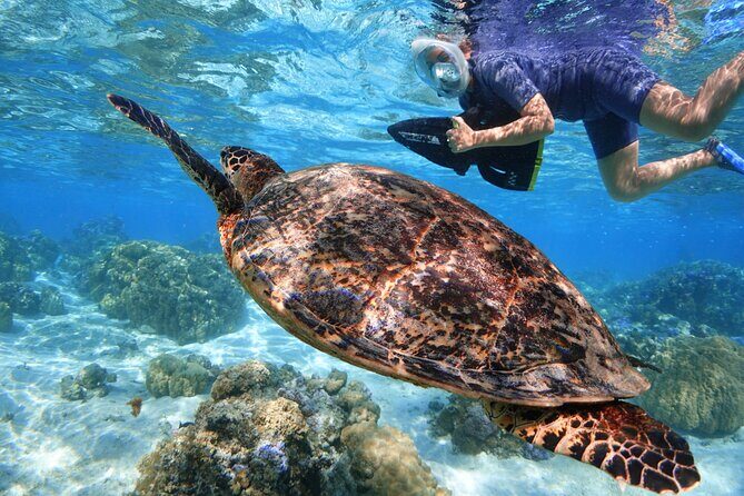 Sea Scooter Jet snorkeling "Moorea Reef Adventure" - Is This Tour Worth It?