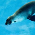Seal Experience at Melbourne Zoo - excl. entry - Why This Experience Is Worth Considering