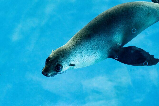 Seal Experience at Melbourne Zoo - excl. entry - Why This Experience Is Worth Considering