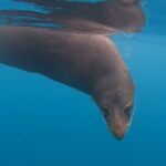 Seal Kayaking Adventure in Kaikoura - What to Expect on the Water