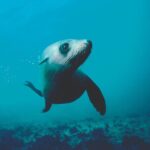 Seal Sanctuary Tour - Guided Kayaking - New Zealand - Who Is This Tour Best For?