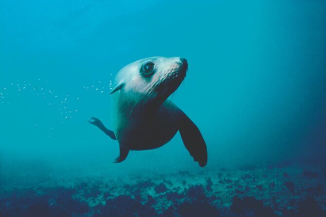 Seal Sanctuary Tour - Guided Kayaking - New Zealand - Who Is This Tour Best For?